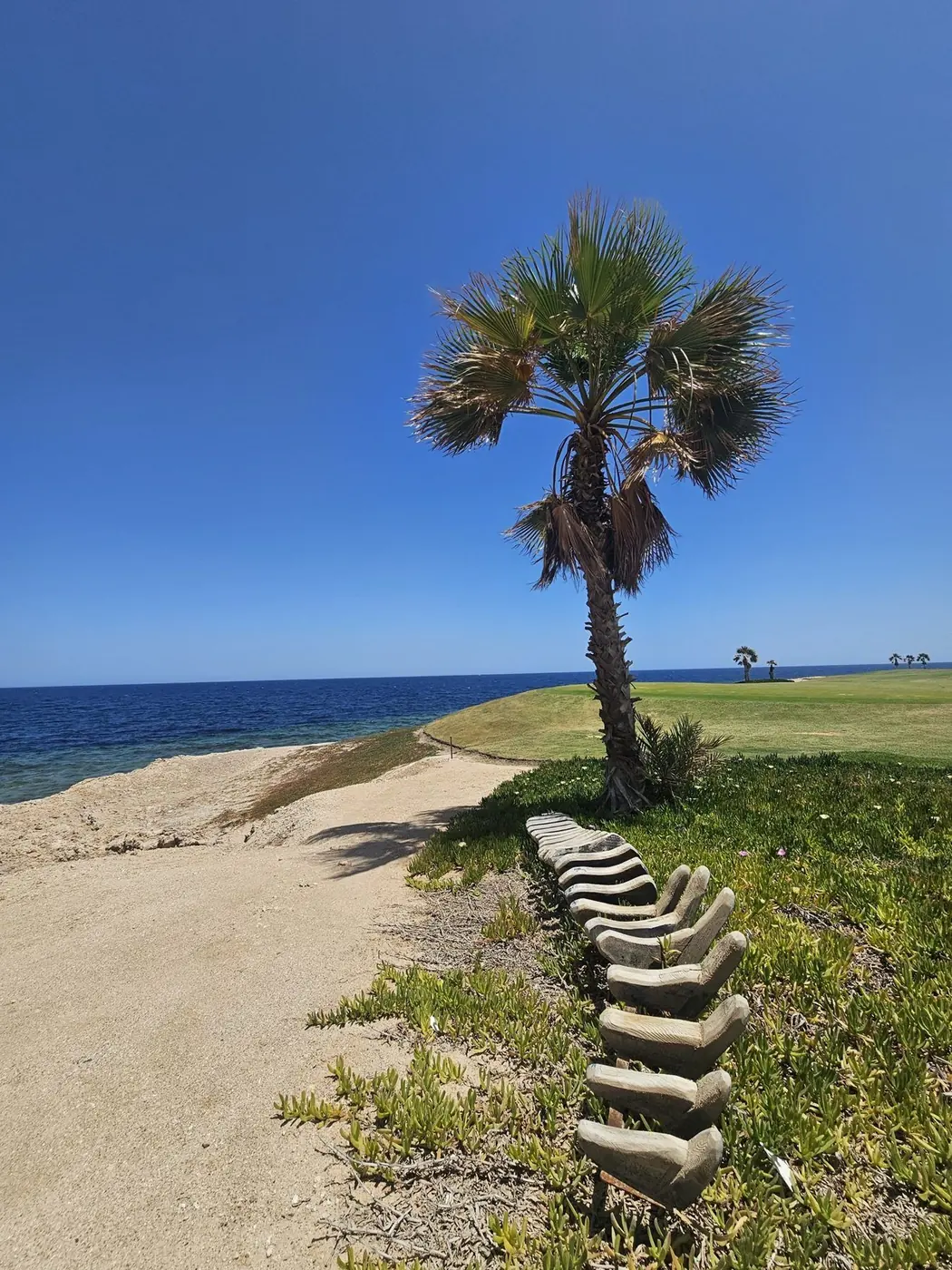 A palm tree beside a coastal path and the blue sea in Somabay